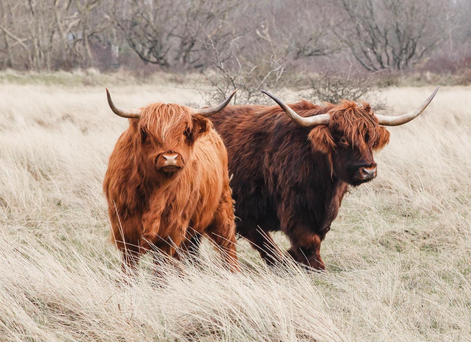 Zoomers Aan Het Bos Кастрикум Екстериор снимка